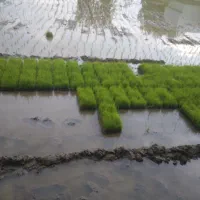 نشا برنج جمشید