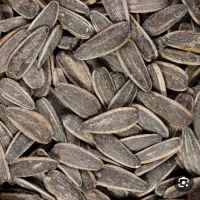 تخمه اس 400