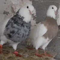 طوقی کرمانشاهی
