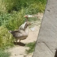 یک عددغازجوان سالم وسرحال