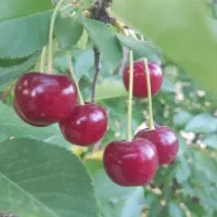 کارگر آلبالو تسوج