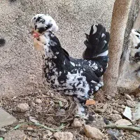 تخم نطفه داره و مولد