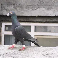 کفتر کبوتر پرشی کفتر بوم سروکله دار