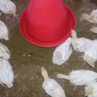 کارگر پرورش بوقلمون