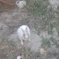 یک جفت خرگوش نر و ماده