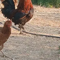 دو عدد خروس چل تاج