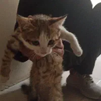 گربه خوشگل