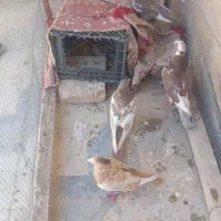 چهارتا کفتر هوایی زرنگ