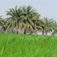 نیازبه کارگر افغانی   باخانواده جهت کشاورزی  داریم
