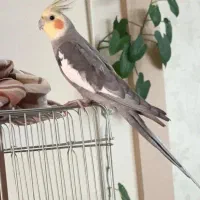 پرنده عروس هلندی