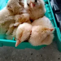 جوجه