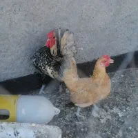 میناتور