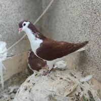 جوانه ساده.پنج پر