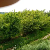 کارگر آلو پوست کردن و جمع کردن