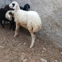 ۲ عدد غوچ چاق سن ۵ماه