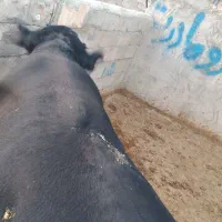 گوساله نر پروار
