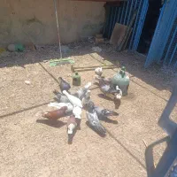 کبوترگره هوایی فول بازدیدرمکان