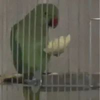 طوطی ملنگو ۷ ماهه دستی نر
