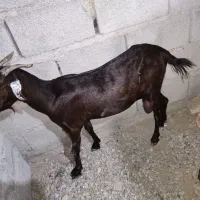 گوسفند