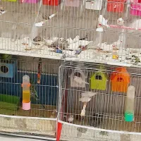 عروس هلندی مرغ عشق فنچ طوطی قناری موجوده