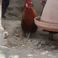 خروس پاکور