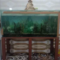 آکواریوم سالم و درجه1