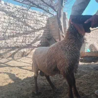 بره