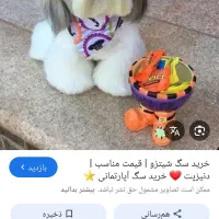 سگ پیدا شده