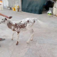 گوساله