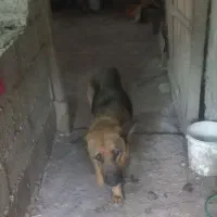 سگ ژرمن با ۹ توله