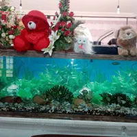 آکواریوم بسیار بزرگ وشیک به علت نداشتن جا