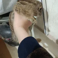 خرگوش پشمالو