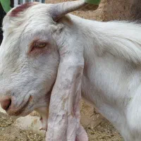 یک راس نربزگلابی