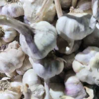 سیر قرمز درشت فروش ویژه ۱۴۰۵/04/02