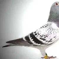 جوجه پلاکی
