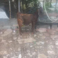 بزغاله  نر پاکستانی