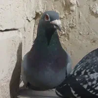 دوبر نر