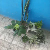 ۷عددگل سالم وشاداب باهم فقط۳۸۵ هزارتومان