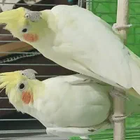 عروس گم شده