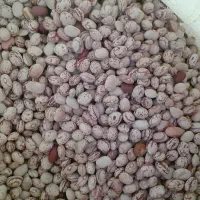 نخود ،لپه،ماش.لوبیا چیتی
