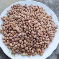 لوبیا چیتی
