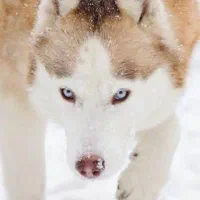 سه تا سگ هاسکی