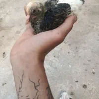کبوتر|پرنده|اردل, |دیوار