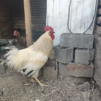 خروس جوان و سرحال