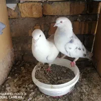 کبوتر