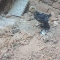 جوجه مرغ برهما بلو