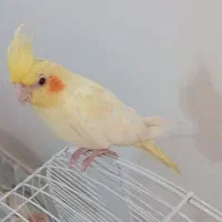 پرنده