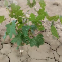 فروش زمین مناسب باغ و ویلا سازی