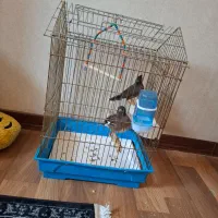مرغ مینا جوجه و دهن زن
