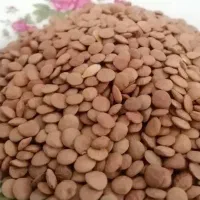 حبوبات  غلات روغن